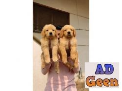 used Top quality golden retriever puppy for sale 